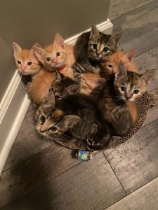 Kittens with Purring Hearts rescue three orange kittens and four brown kittens